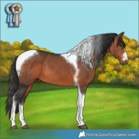 Horse Color:Brown Tobiano 
