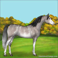 Horse Color:Platinum White Spotted Bay Dun 