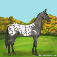 Horse Color:Grullo Appaloosa 
