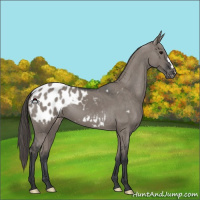 Horse Color:Grullo Appaloosa 