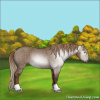 Horse Color:Gray Liver Red Dun Rabicano 