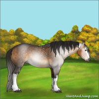 Horse Color:Gray White Spotted Buckskin Rabicano 
