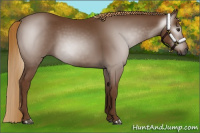 Horse Color:Gray Chestnut 