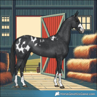 Horse Color:Black Blanket 