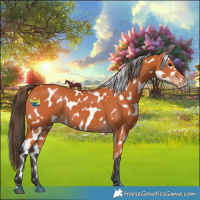 Horse Color:Bay Near Leopard