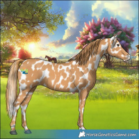 Horse Color:Chestnut Appaloosa 