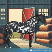 Horse Color:Black Appaloosa