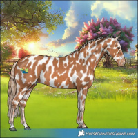 Horse Color:Chestnut Appaloosa