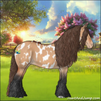 Horse Color:Bay Dun Appaloosa 