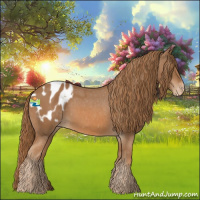 Horse Color:Chestnut Appaloosa 