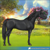Horse Color:Black  and Black 
