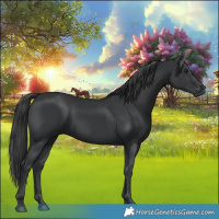 Horse Color:Black  and Black 