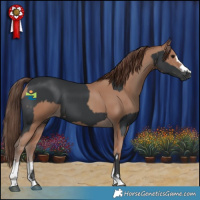 Horse Color:Black  and Classic Champagne 