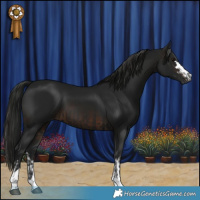 Horse Color:Gray Black  and Gray Brown 