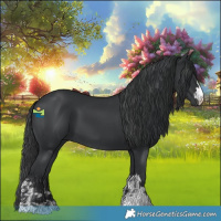 Horse Color:Black  and Black 