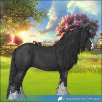 Horse Color:Black  and Black 