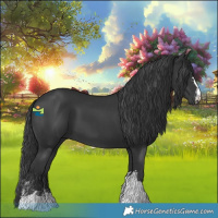 Horse Color:Black  and Black 