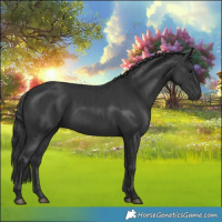 Horse Color:Black and Black