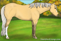 Horse Color:Silver Buckskin 