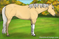 Horse Color:Silver Buckskin