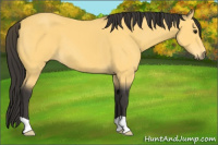 Horse Color:Buckskin