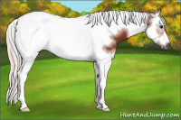 Horse Color:Gray Silver Bay Splash Tobiano Frame Blanket 