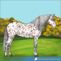Horse Color:Bay Near Leopard 
