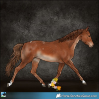Horse Color:Chestnut Tobiano