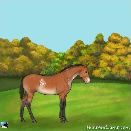 Horse Color:White Spotted Bay Appaloosa 