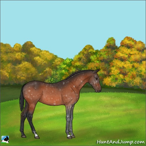 Horse Color:Bay Sabino 