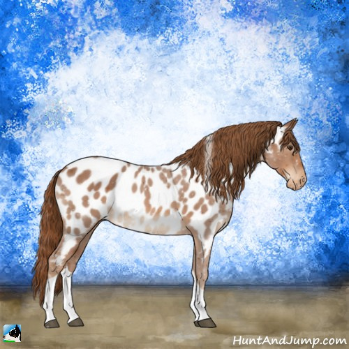 Horse Color:Chestnut Tobiano Appaloosa 