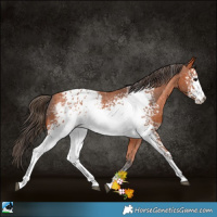 Horse Color:White Spotted Bay Appaloosa