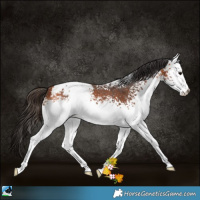 Horse Color:White Spotted Bay Appaloosa