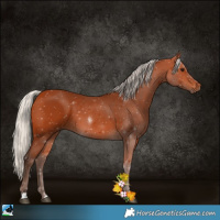Horse Color:Silver Bay Sabino 