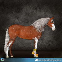 Horse Color:Silver Bay Sabino 