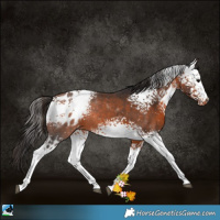 Horse Color:White Spotted Bay Appaloosa 
