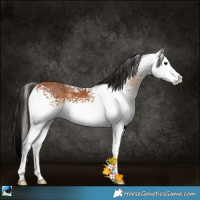Horse Color:White Spotted Bay 