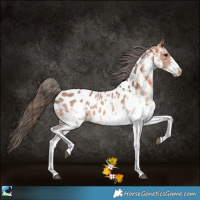Horse Color:White Spotted Bay Appaloosa