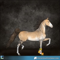 Horse Color:White Spotted Buckskin 