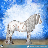 Horse Color:Silver Bay Appaloosa 
