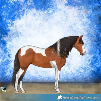 Horse Color:Bay Tobiano 