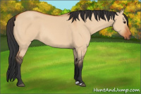 Horse Color:Bay Dun