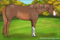Horse Color:Chestnut 