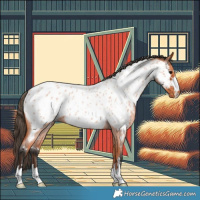 Horse Color:Bay Roan Appaloosa 