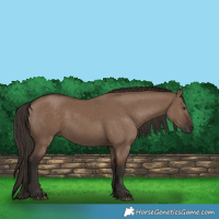 Horse Color:Liver Red Dun Rabicano 