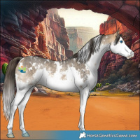 Horse Color:White Spotted Buckskin Sabino Splash 
