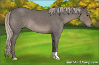 Horse Color:Silver Blue Roan 