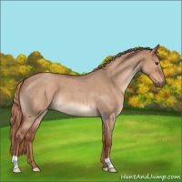 Horse Color:Red Dun Roan 
