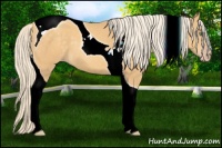 Horse Color:Gold Cream Champagne Tobiano 