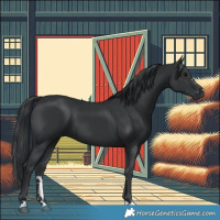 Horse Color:Black 
